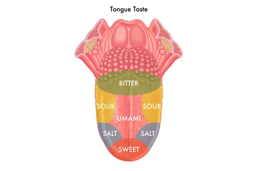 Anatomia języka i kubki smakowe
