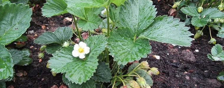 przygotowanie grządki pod truskawki słoneczne stanowisko