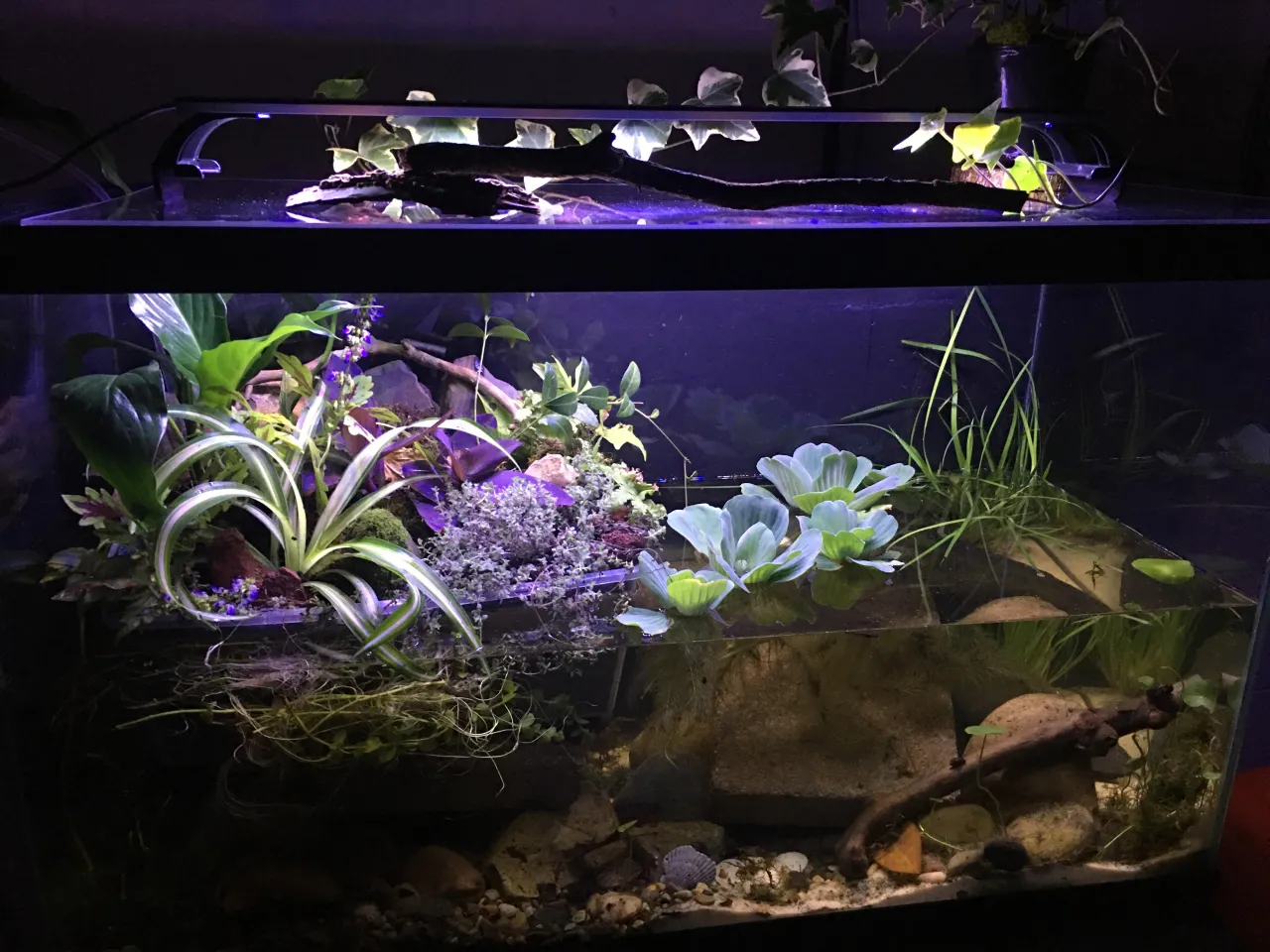 Zdjęcie Co można trzymać w akwarium oprócz rybek? Odkryj niespodziewane opcje