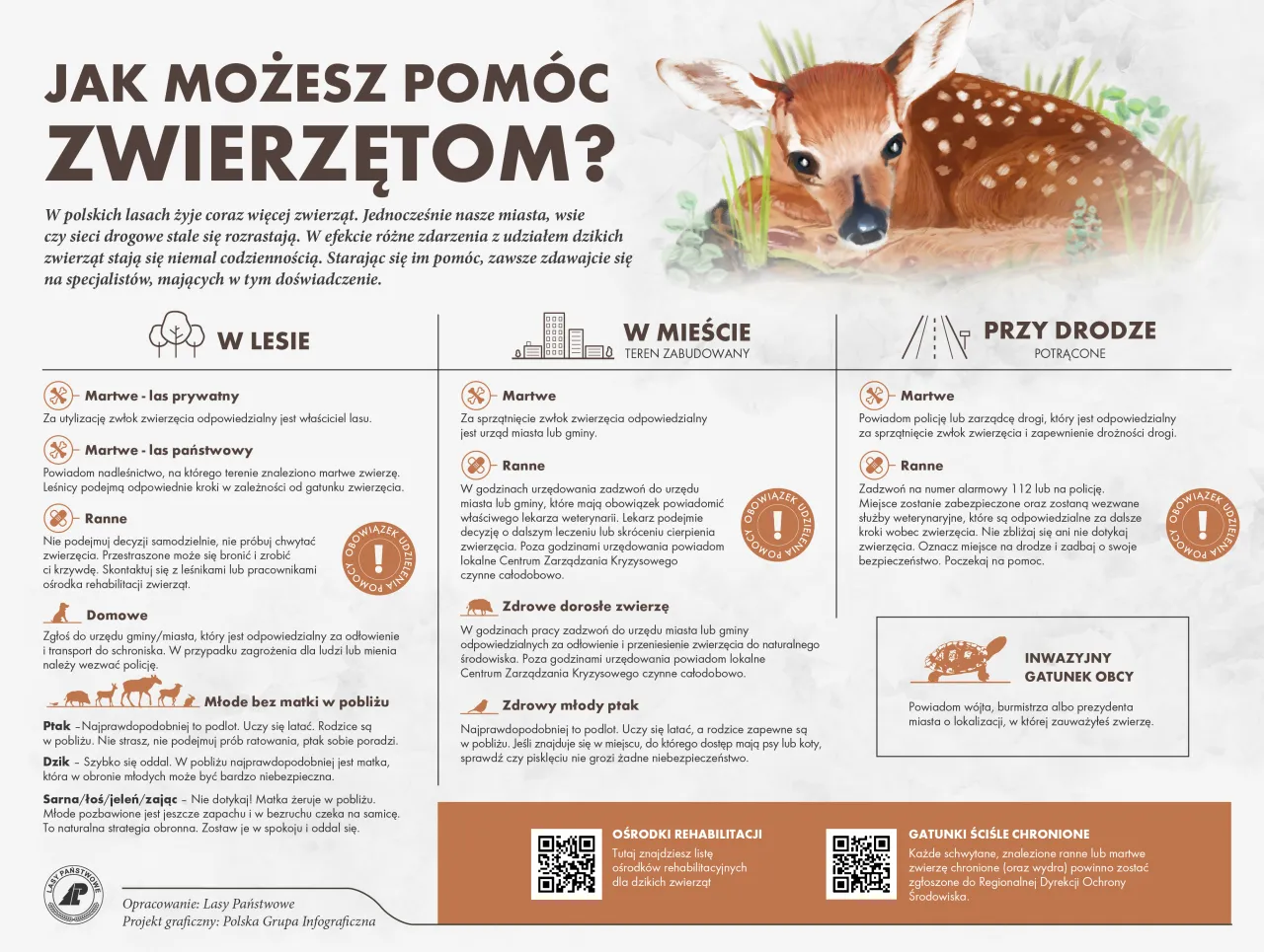 Ślady zwierząt w polskim lesie