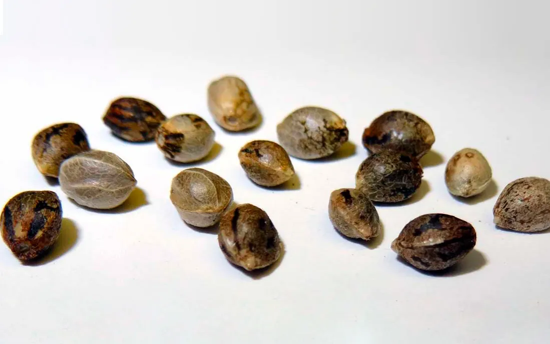 Rodzaje nasion konopi