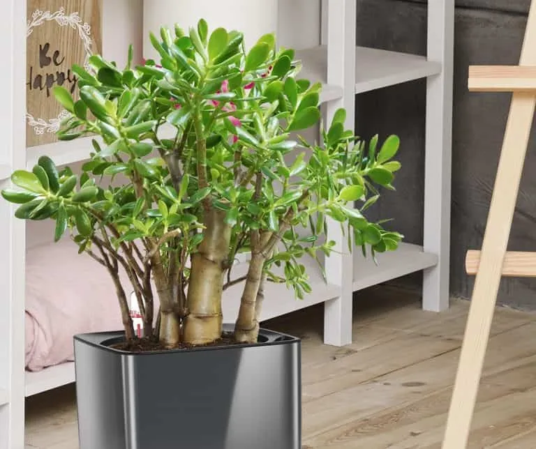 Rośliny na szczęście do domu grubosz pieniążek lucky bamboo skrzydłokwiat