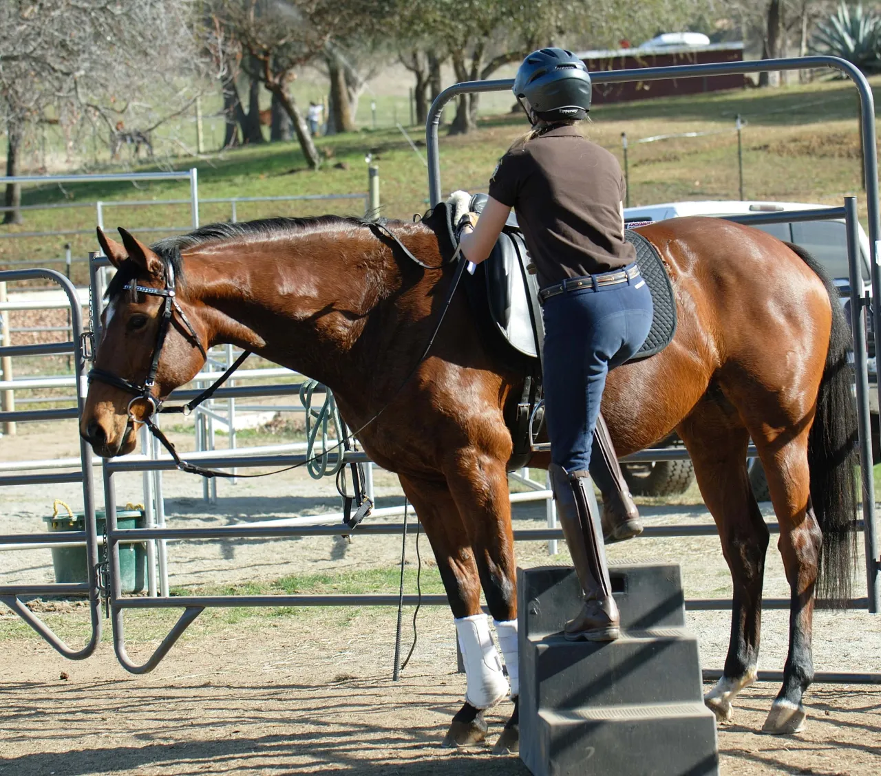 jeździec podczas pracy z ziemi, spokojna jazda konna w stępie, r&oacute;żne formy treningu z koniem