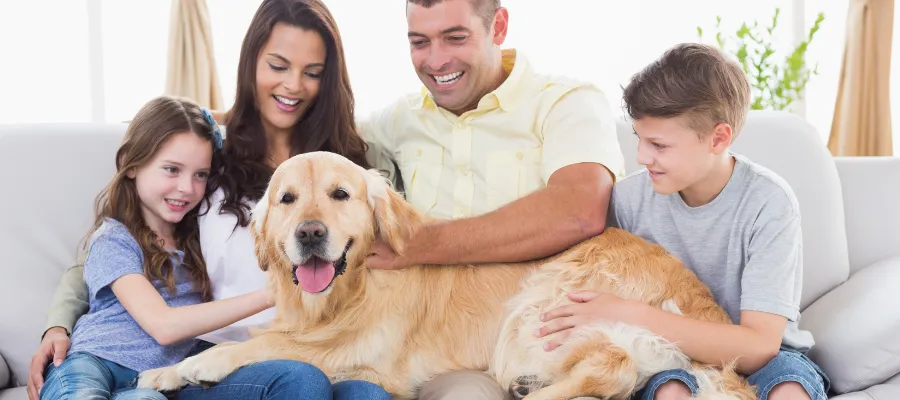 Golden Retriever z rodziną