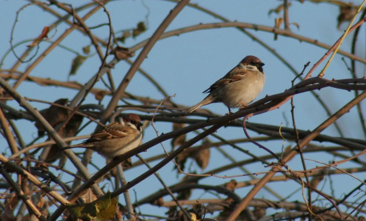 wr&oacute;bel domowy w mieście mazurek na wsi