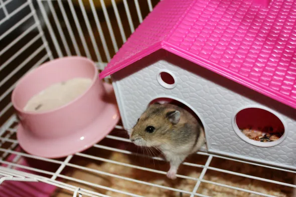 Bezpieczne i niebezpieczne materiały do domku dla chomika