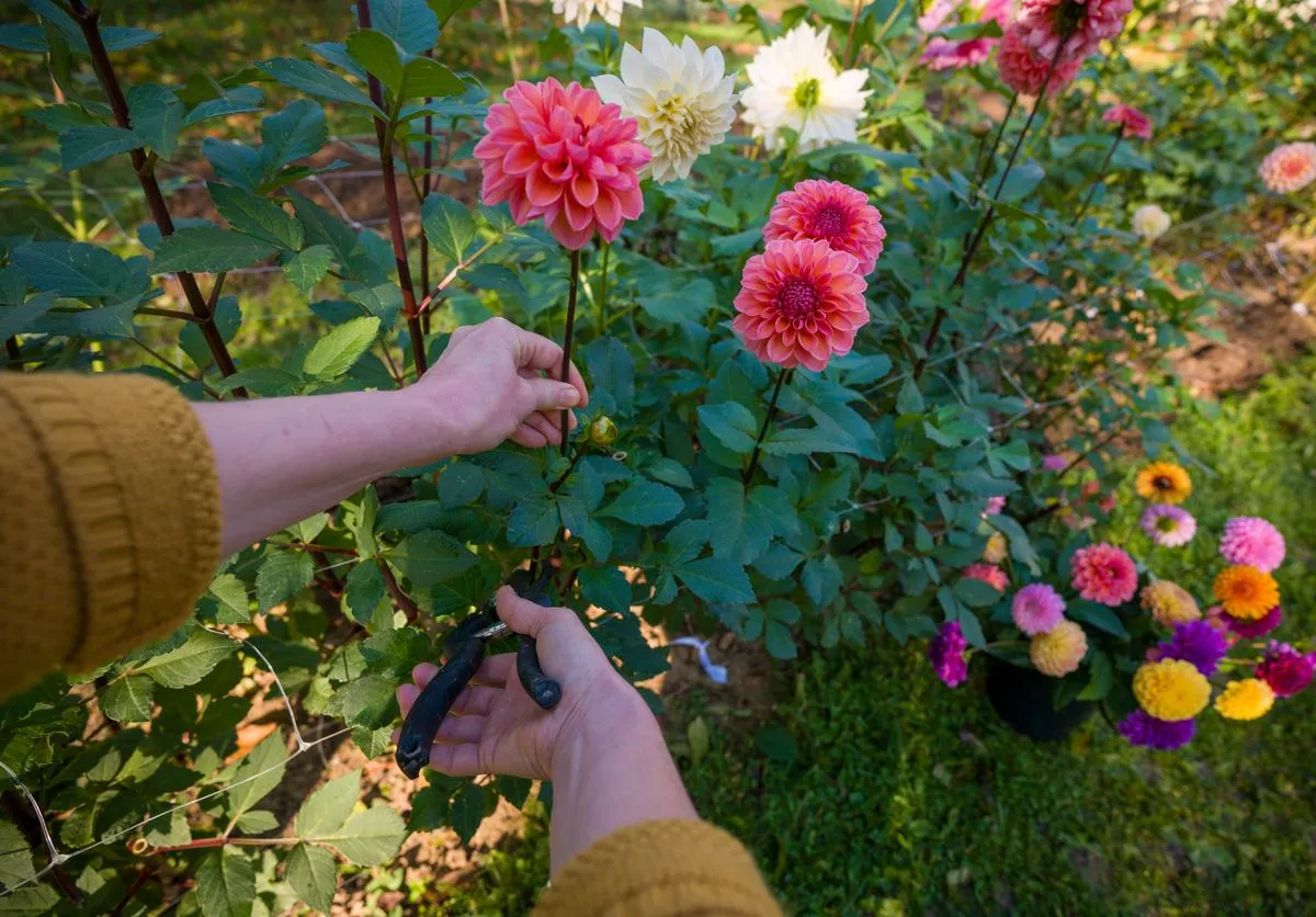 dalie wrażliwość na mr&oacute;z