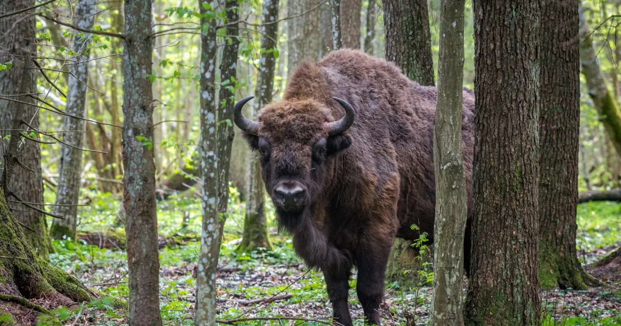 Białowieski Park Narodowy żubr