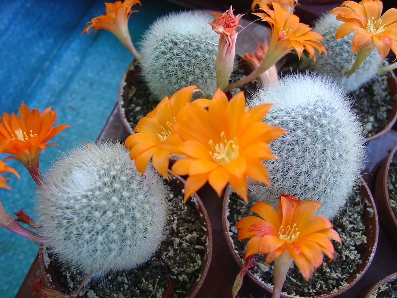 kaktusy w sypialni przesądy