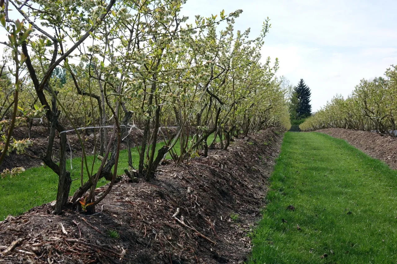 Polska borówka amerykańska na plantacji