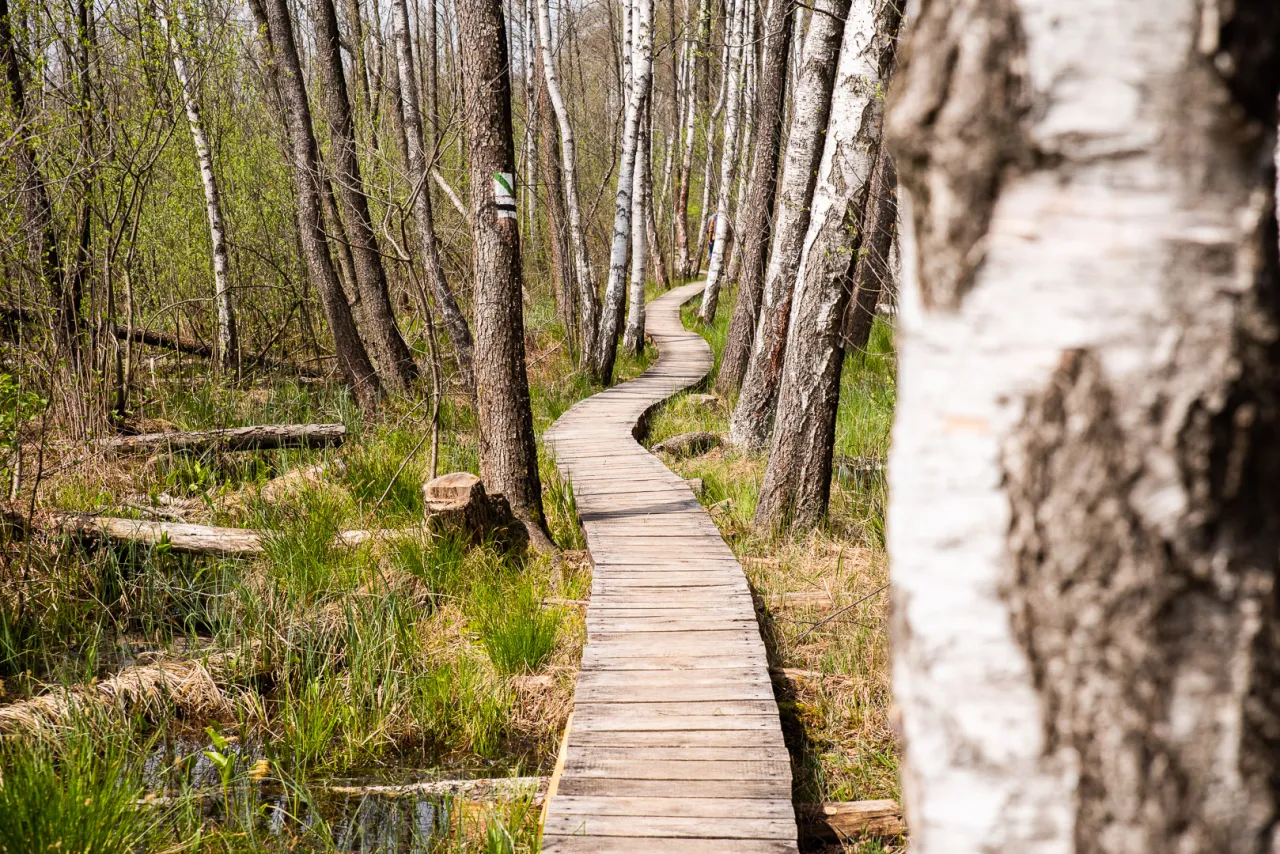 Poleski Park Narodowy kładki torfowiska