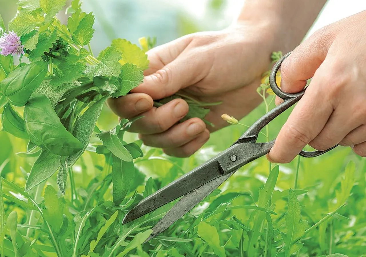 zbieranie zi&oacute;ł bezpieczne miejsca