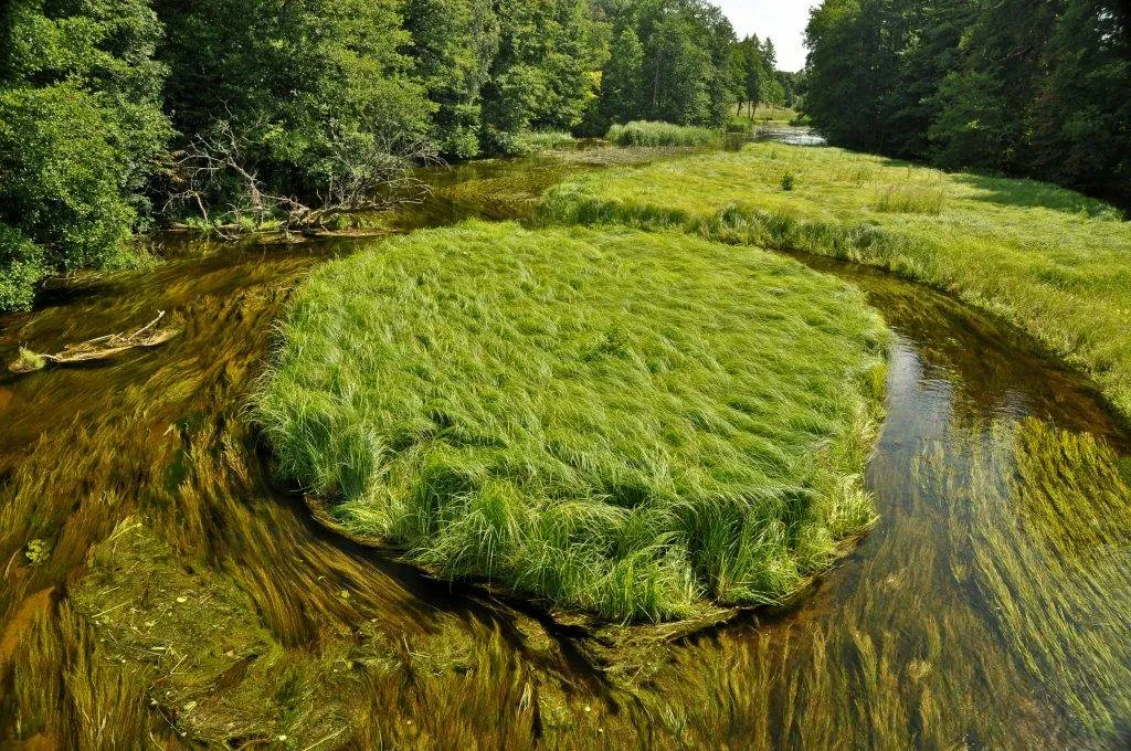 Spływ kajakowy Czarna Hańcza krajobraz