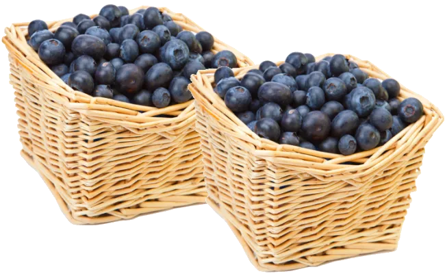 Świeże borówki amerykańskie w koszyku