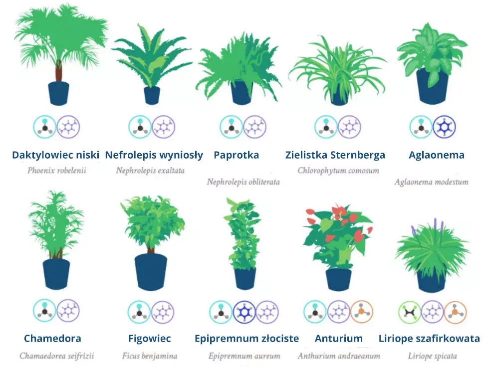Najlepsze rośliny oczyszczające powietrze do sypialni