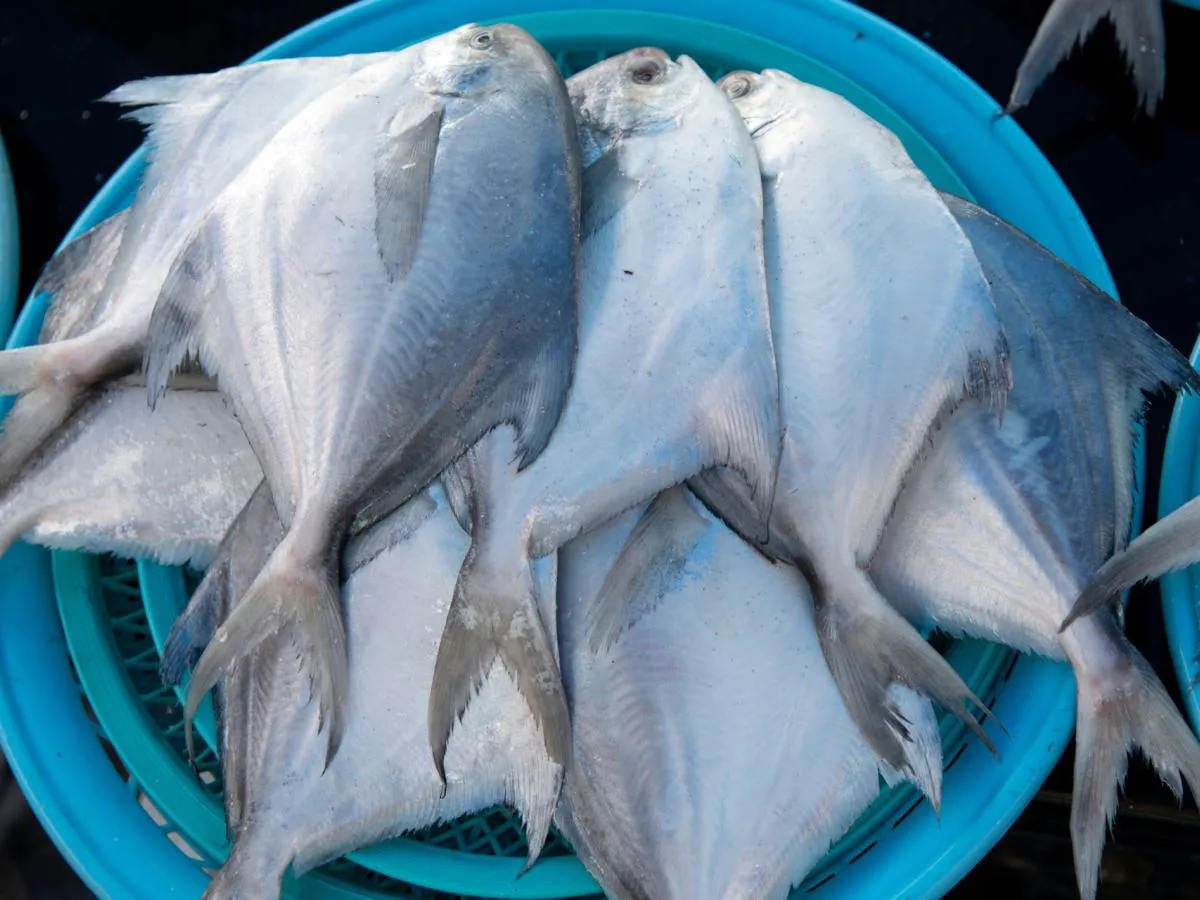 Keriorrhea objawy biegunka tłuszczowa ryba maślana