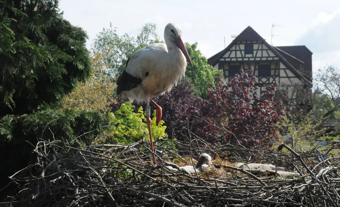 Cigogne Blanche en Alsace parc Cigoland