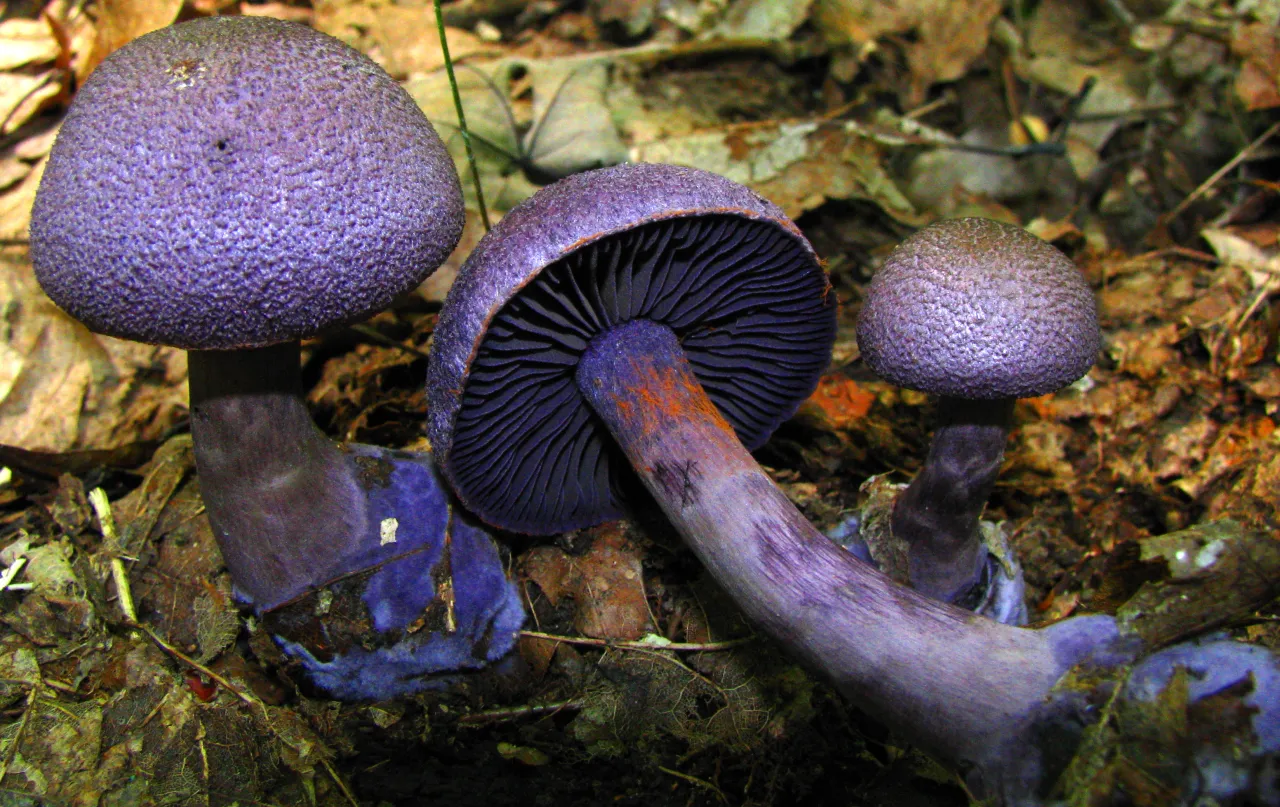 Cortinarius violaceus
