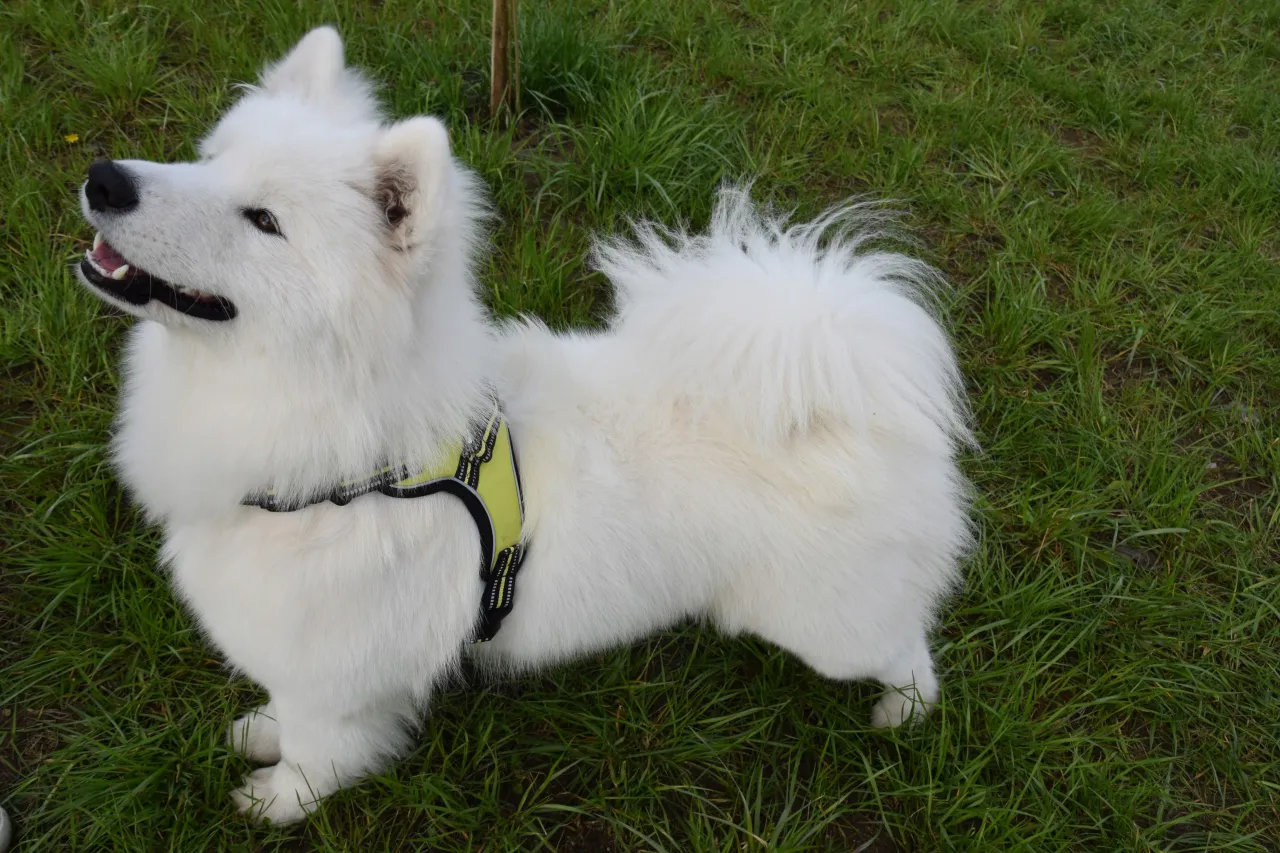 Akcesoria dla szczeniaka Samoyeda