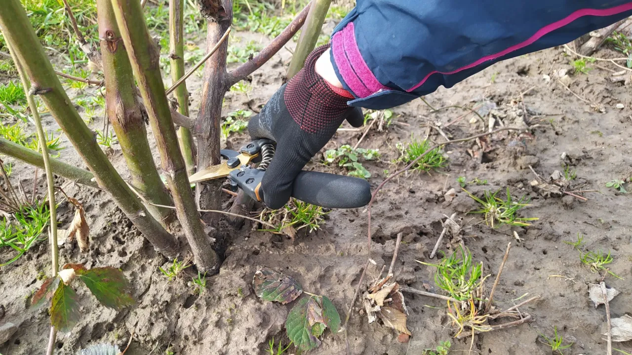 Wiosenne cięcie jeżyn znaczenie
