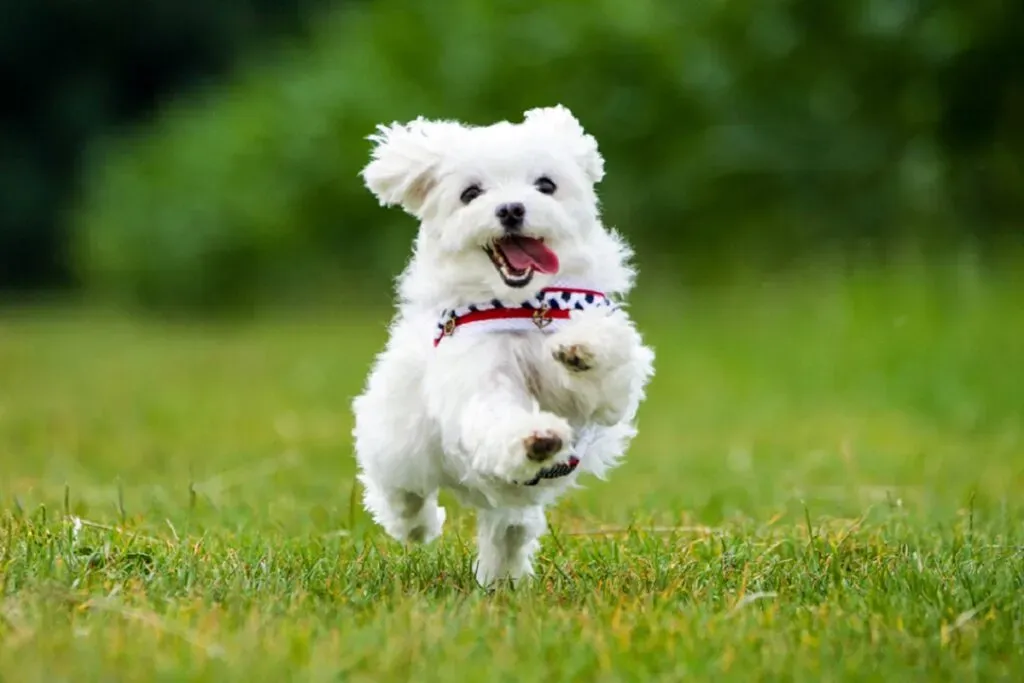 szczeniak maltańczyk zabawa