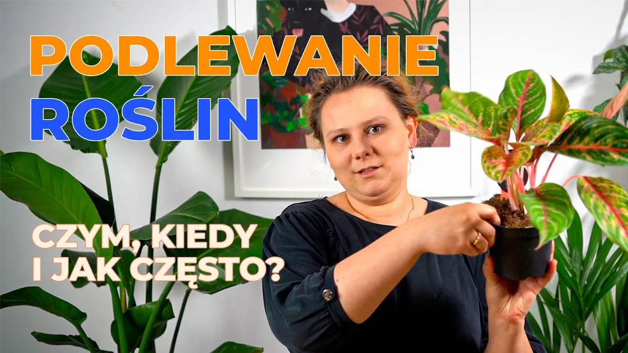 Zdjęcie Czym podlewać kwiaty, aby pięknie rosły i uniknąć ich usychania