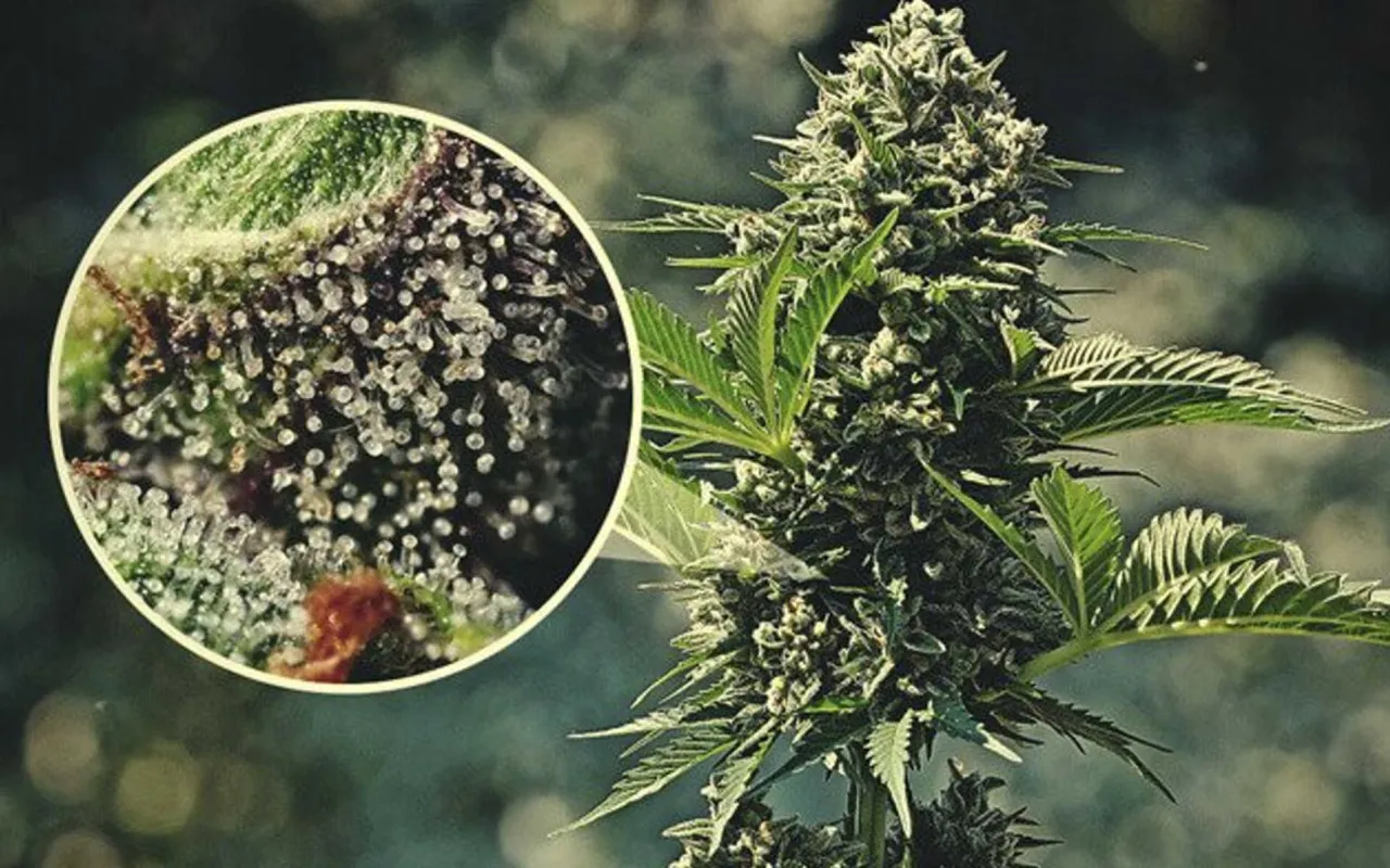 trichomy marihuany pod mikroskopem