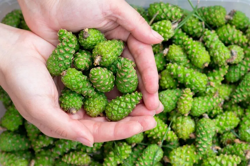 zielone szyszki sosny zbi&oacute;r