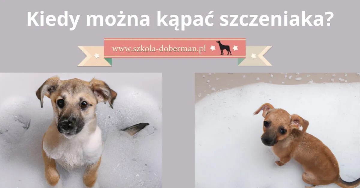 suszenie szczeniaka po kąpieli