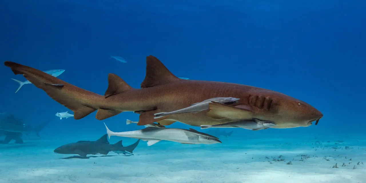 Przykłady komensalizmu w ekosystemach