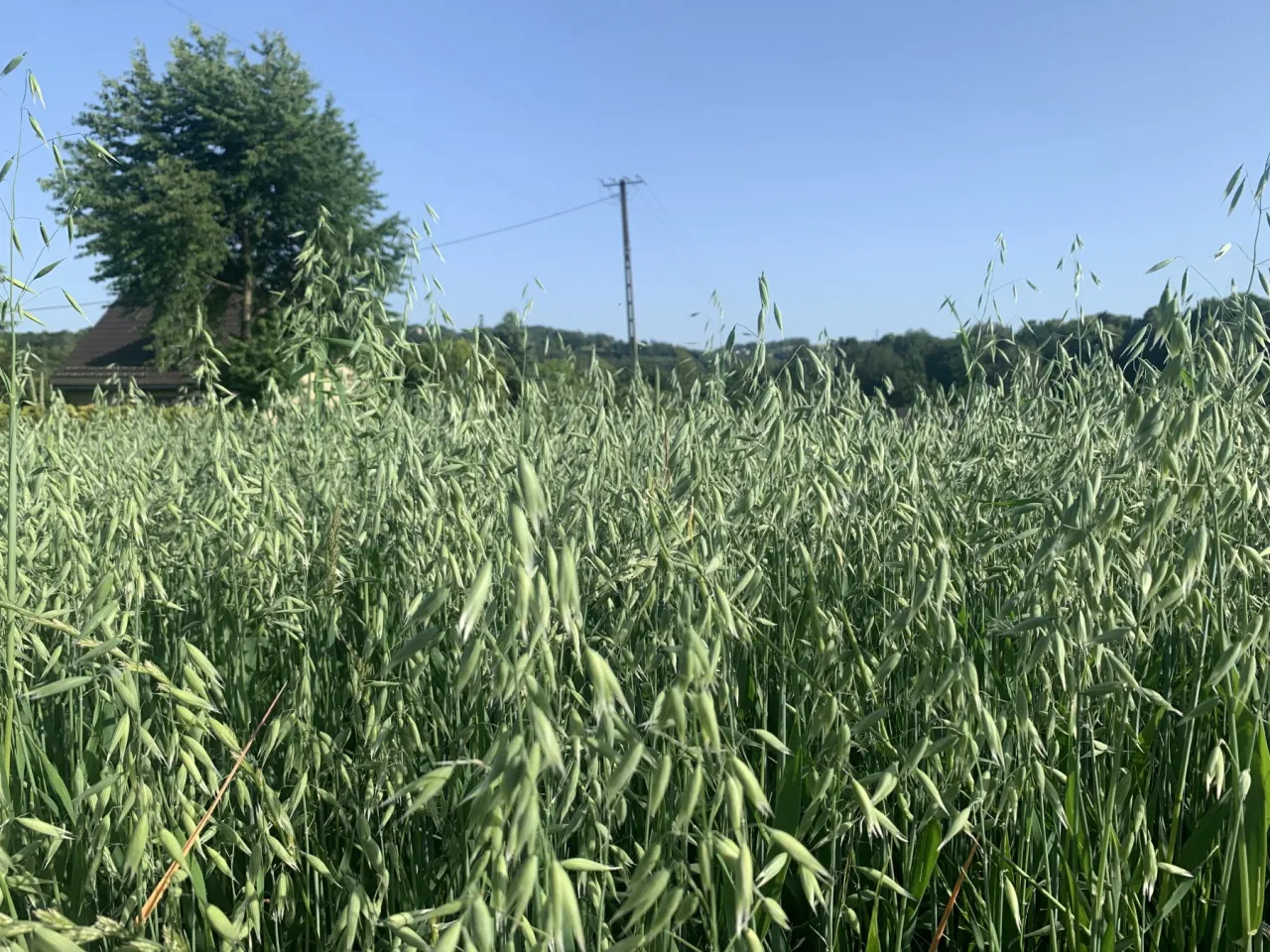 zdrowe rośliny owsa wiosną