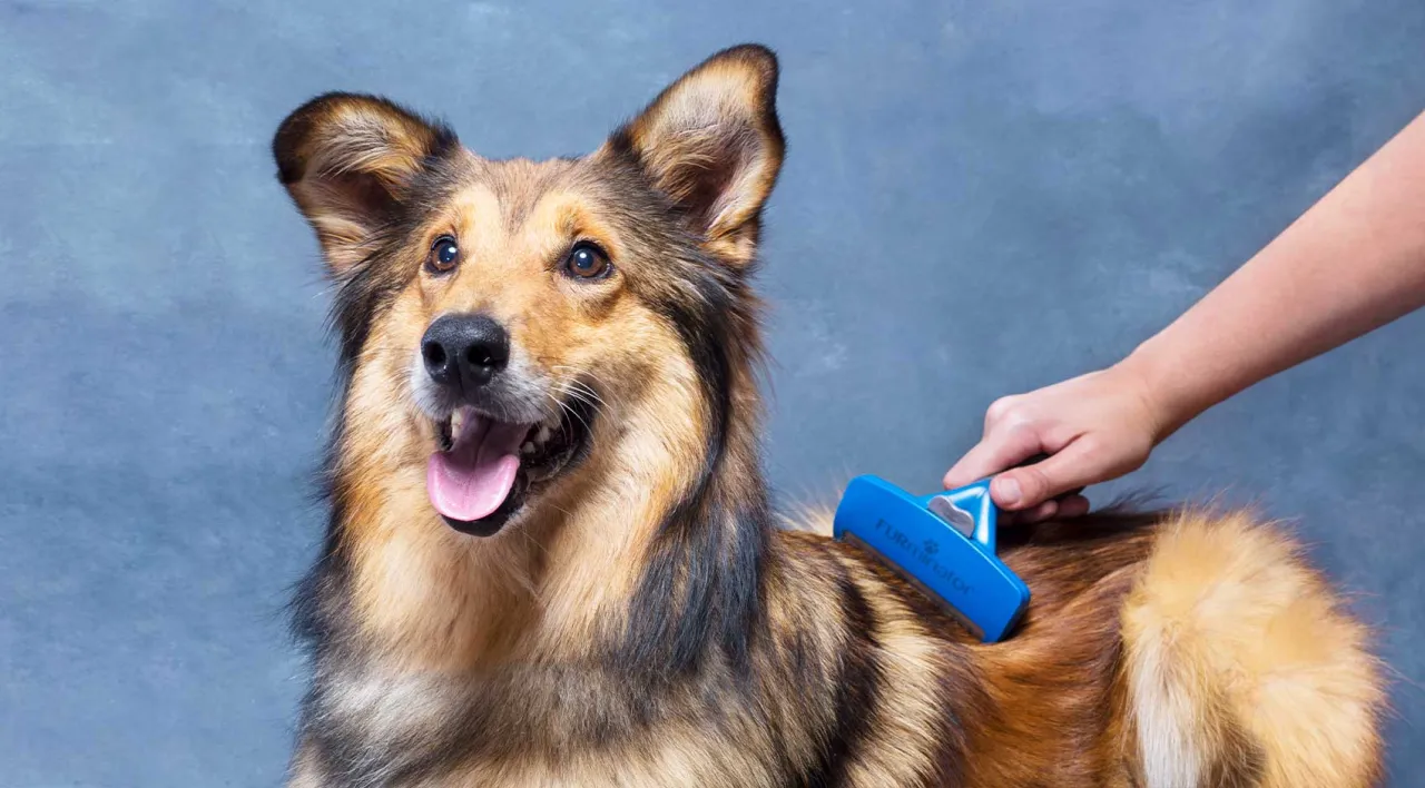 pies wyczesywany furminatorem