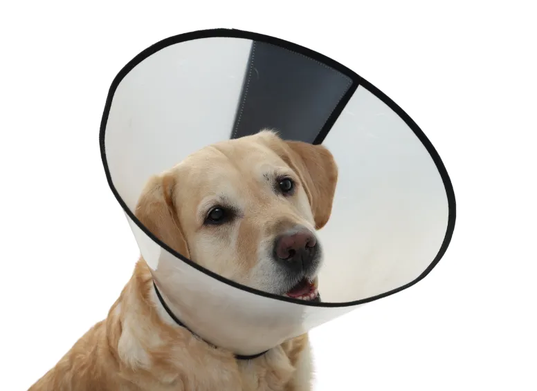 porównanie kołnierzy dla psa