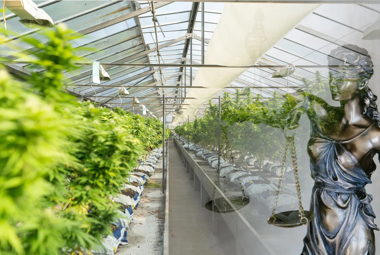 Konsekwencje prawne uprawa marihuany Polska