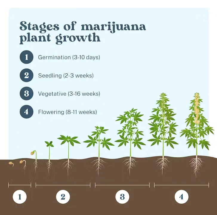 Etapy wzrostu marihuany