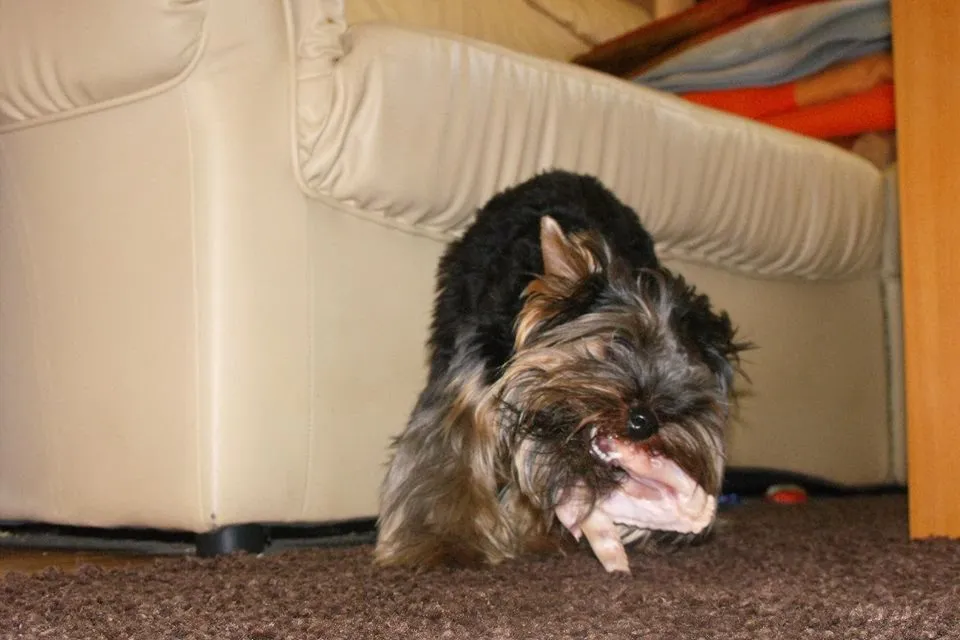 Szczenięta jedzące papkę