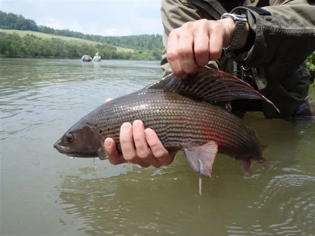 Bieszczady rzeka San wędkarstwo pstrąg