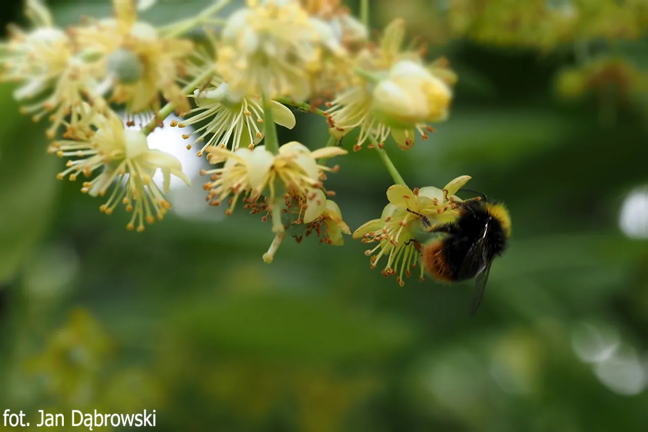 Pszczoła zbiera nektar z kwitnącej lipy. Delikatne, żółte kwiaty lipy tworzą tło dla pracowitego owada.