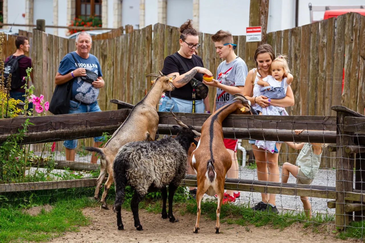Dzieci bawiące się z dzikimi zwierzętami w parku lub na safari