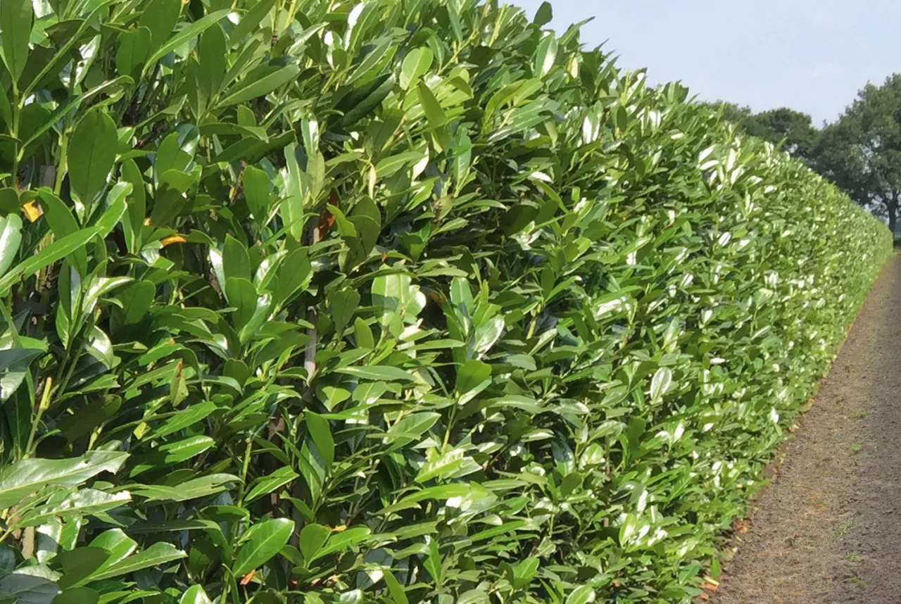 zdrowa laurowiśnia w ogrodzie