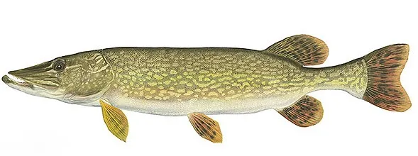 kalendarz brań szczupak sandacz karp okoń