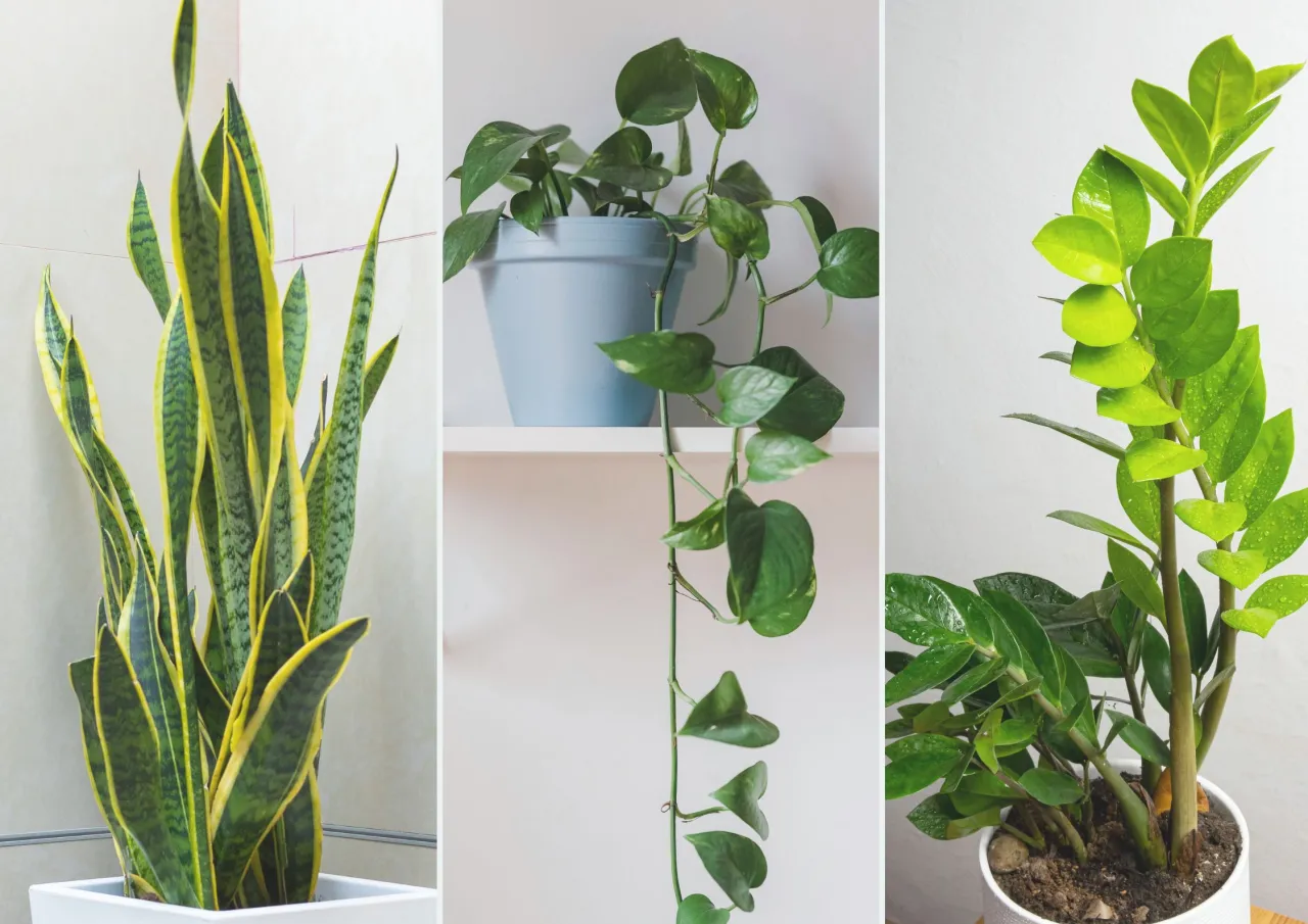 łatwe rośliny doniczkowe dla początkujących