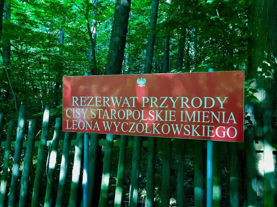 Przykłady rezerwat&oacute;w przyrody w Polsce: Bory Tucholskie, Cisy Staropolskie