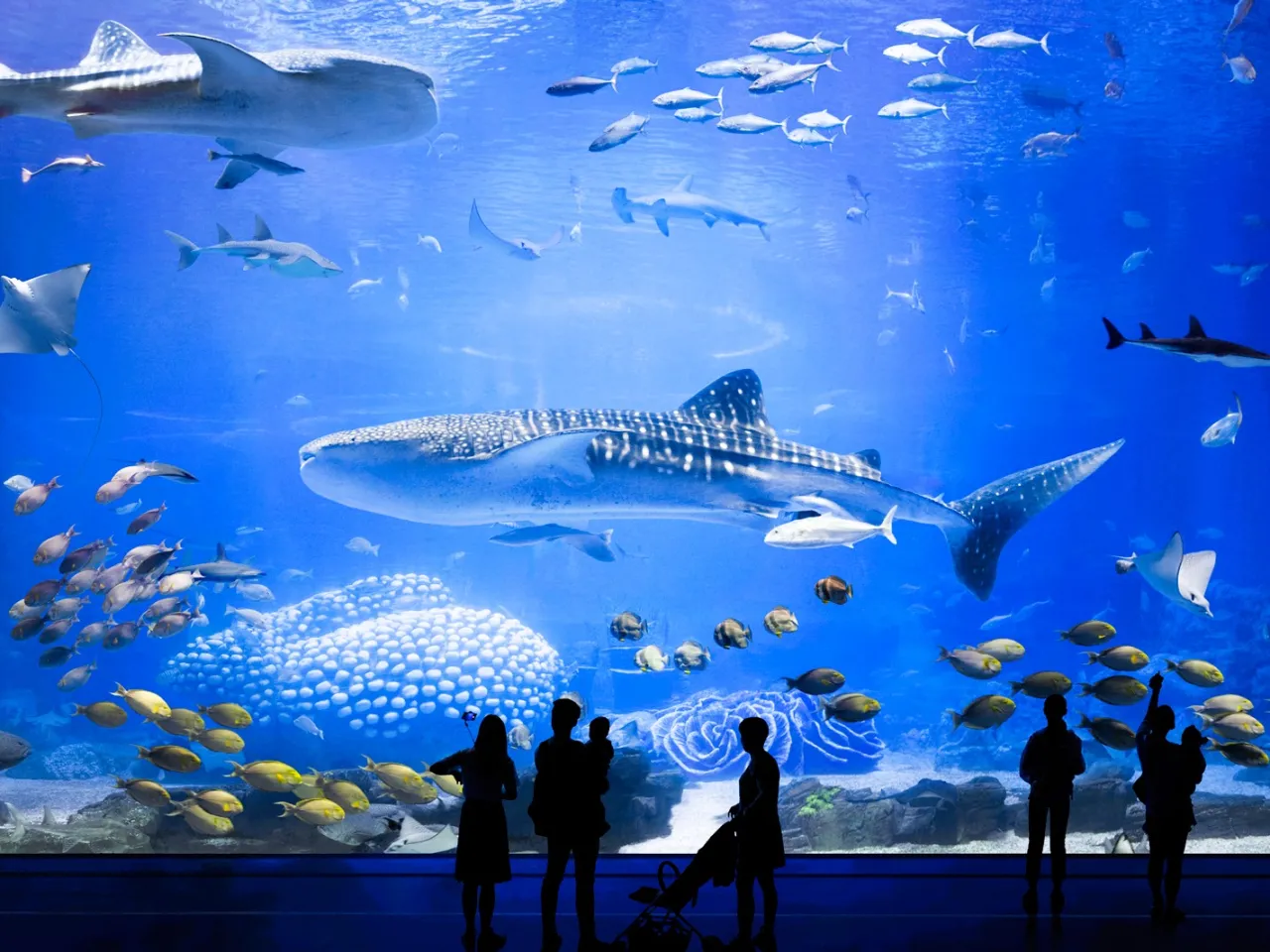 Chimelong Ocean Kingdom whale shark tank