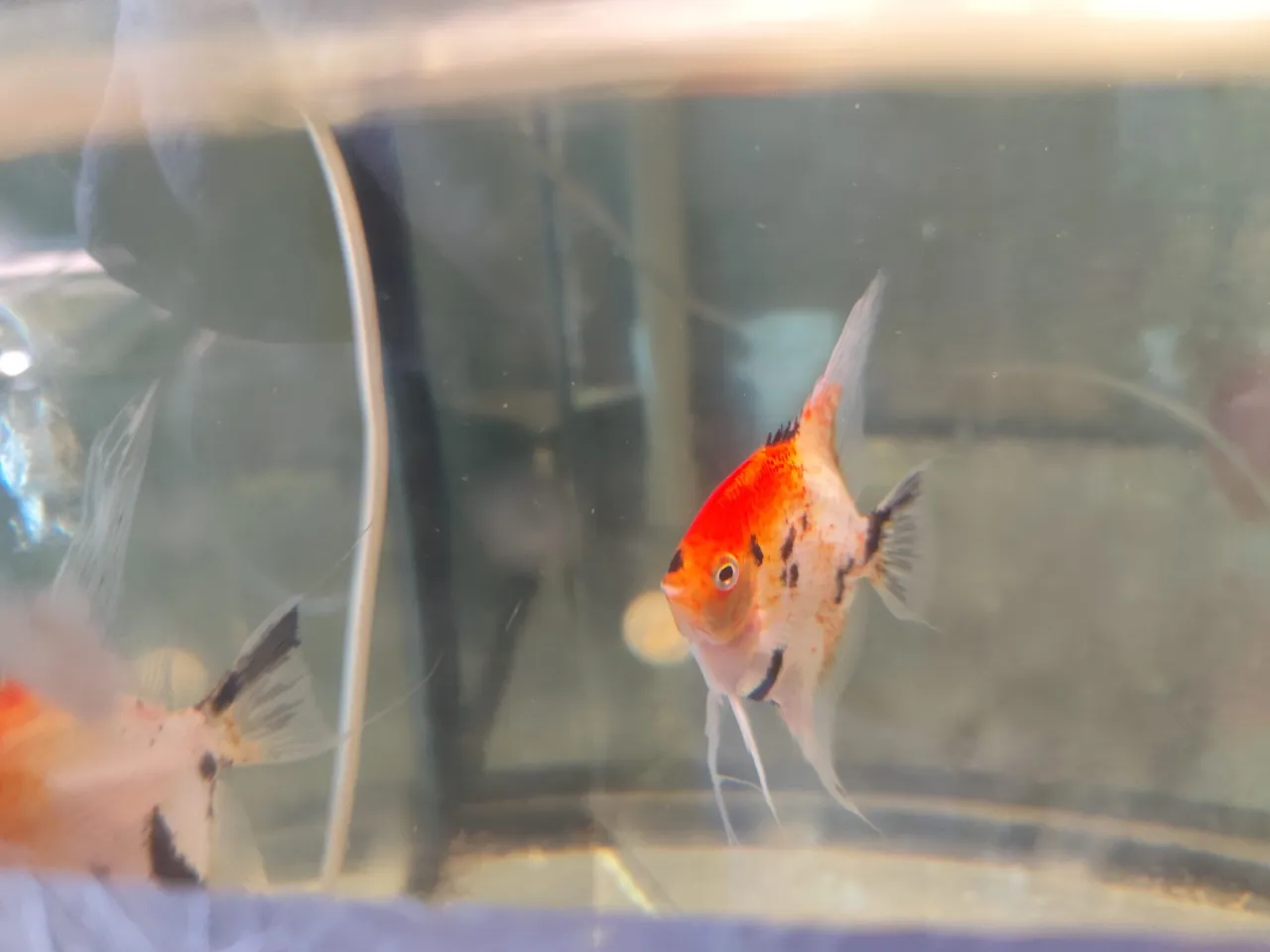 Błędy początkujących akwaryst&oacute;w