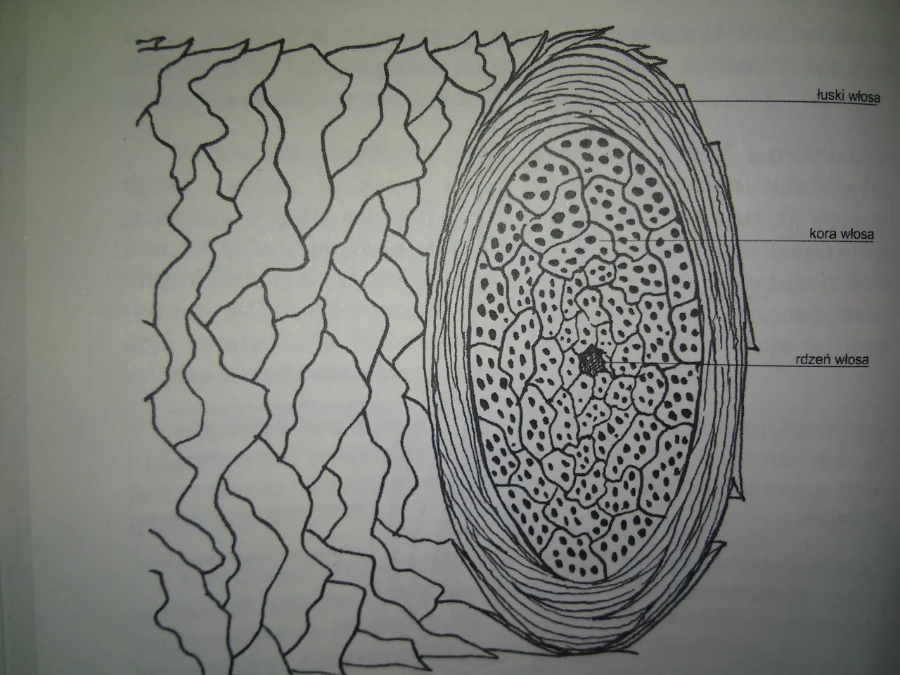 przekr&oacute;j włosa schemat