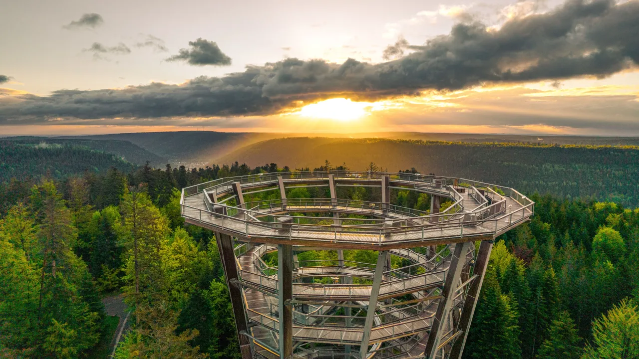Baumwipfelpfad Schwarzwald oder Harz