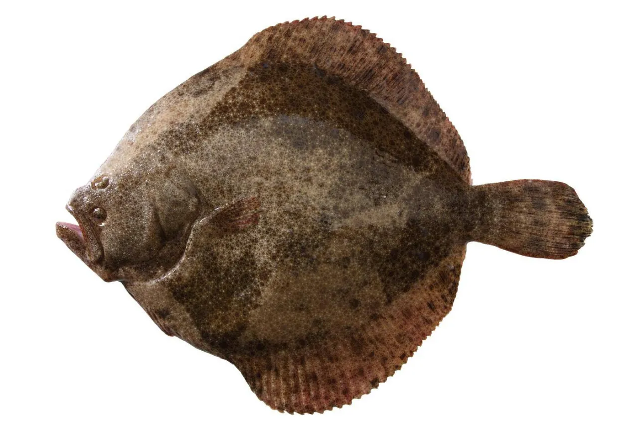 świeże ryby bałtyckie gatunki flądra śledź turbot