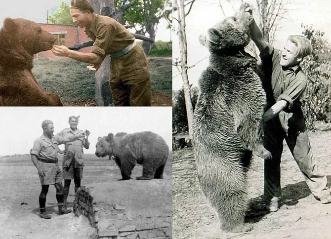 kapral wojtek niedźwiedź żołnierz