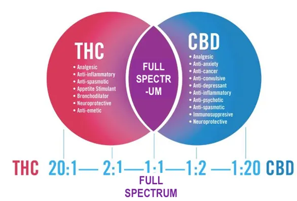 CBD THC ratio chart
